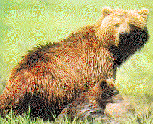 mother bear
