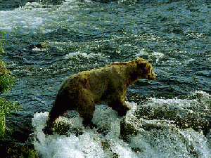 river bear